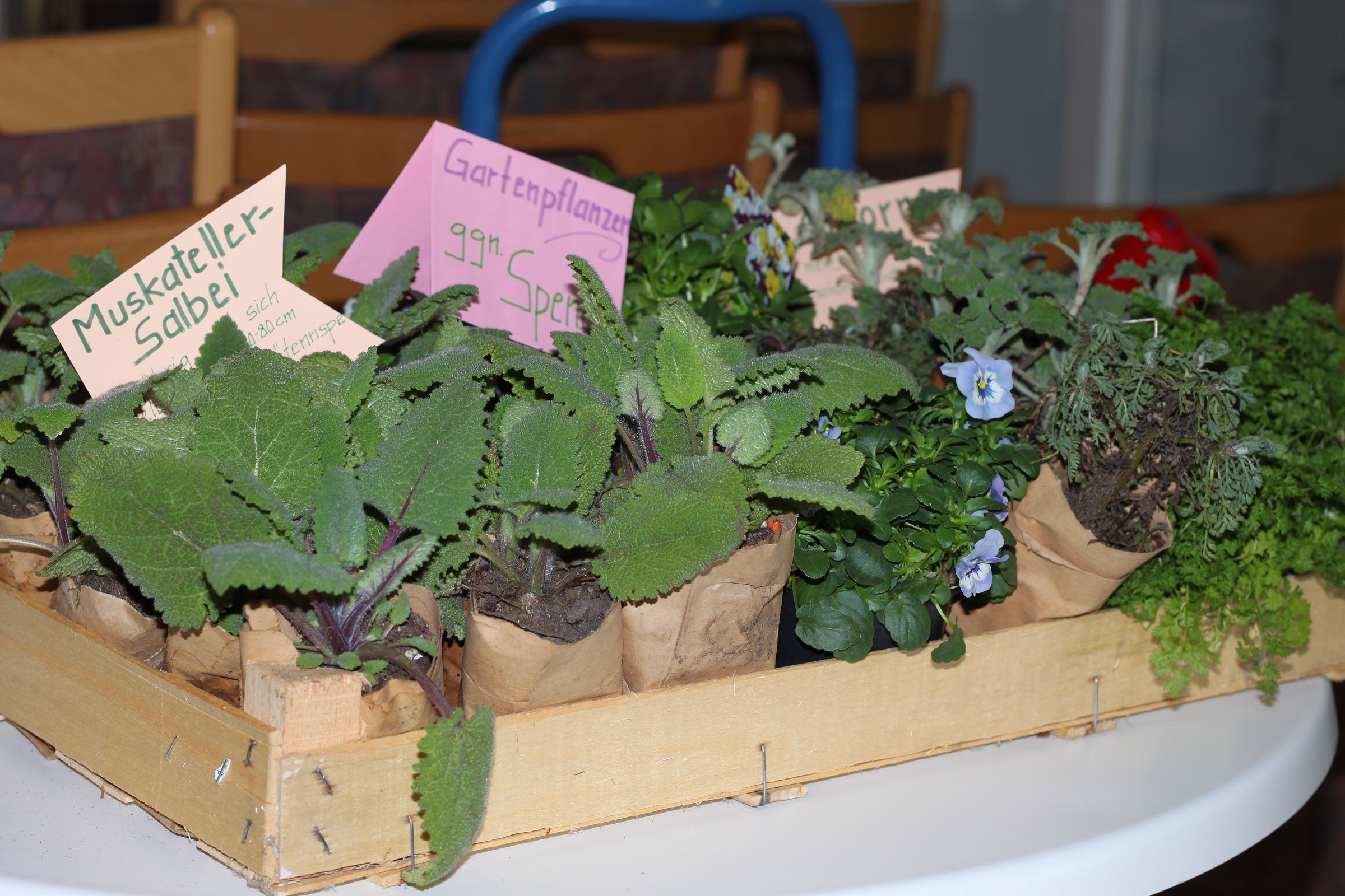 insektenfreundliche Pflanzen insektenfreundliche Pflanzen