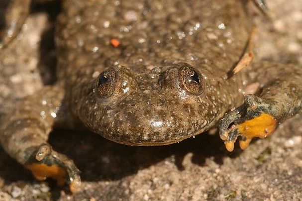 Gelbbauchunke (Foto: Wolfgang Dötsch) Gelbbauchunke