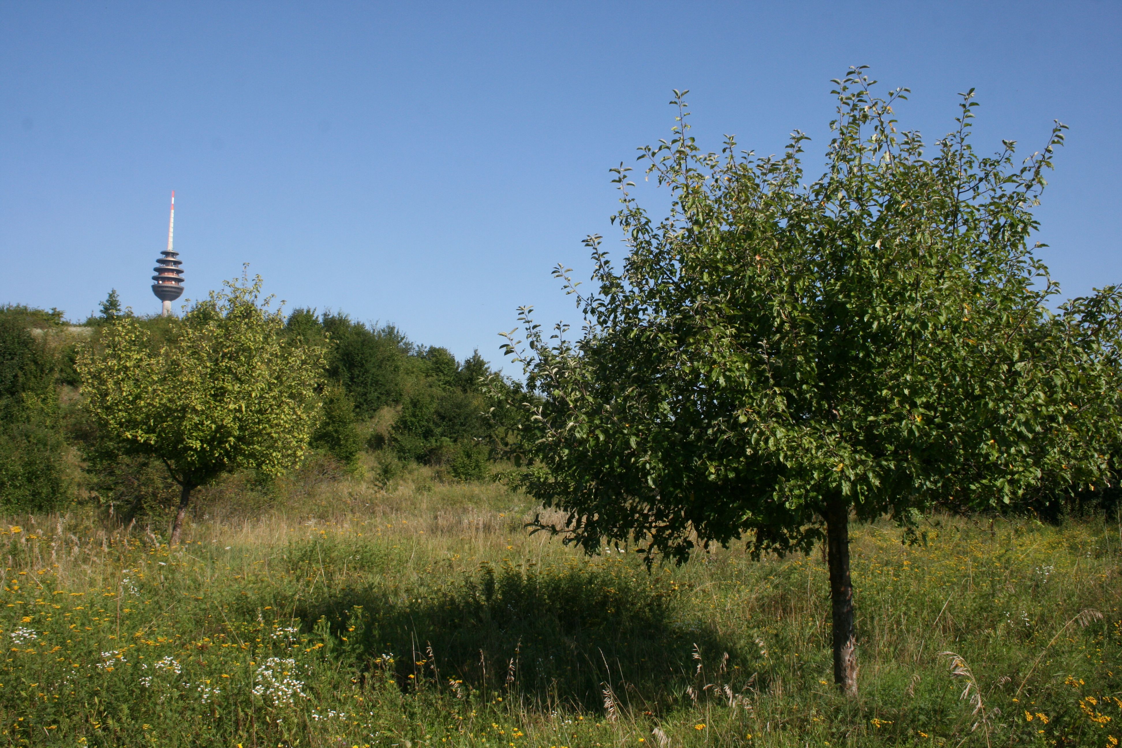 Schweinauer Buck Schweinauer Buck