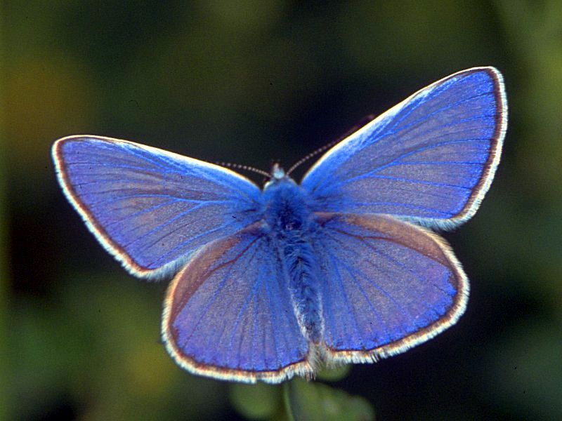 hauhechel-blaeuling2