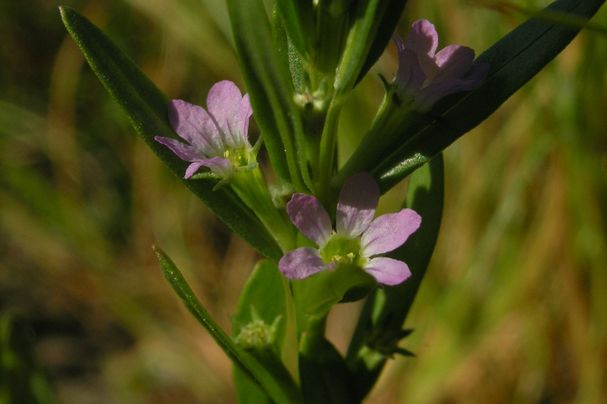Lythrum hyssopifolia (Blüte)/Foto: Harald Schott Lythrum hyssopifolia