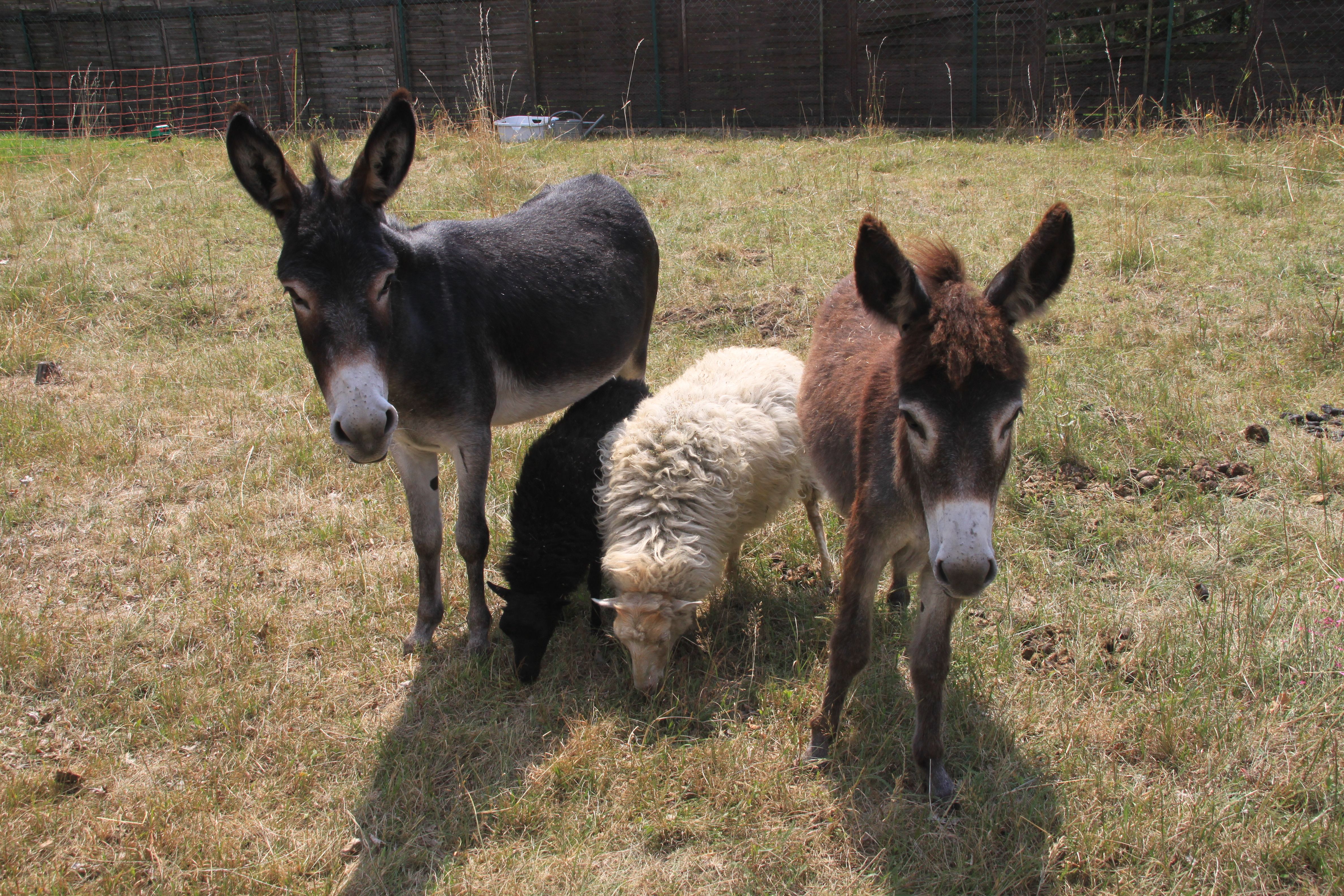 Biorasenmäher in Kornburg Biorasenmäher in Kornburg