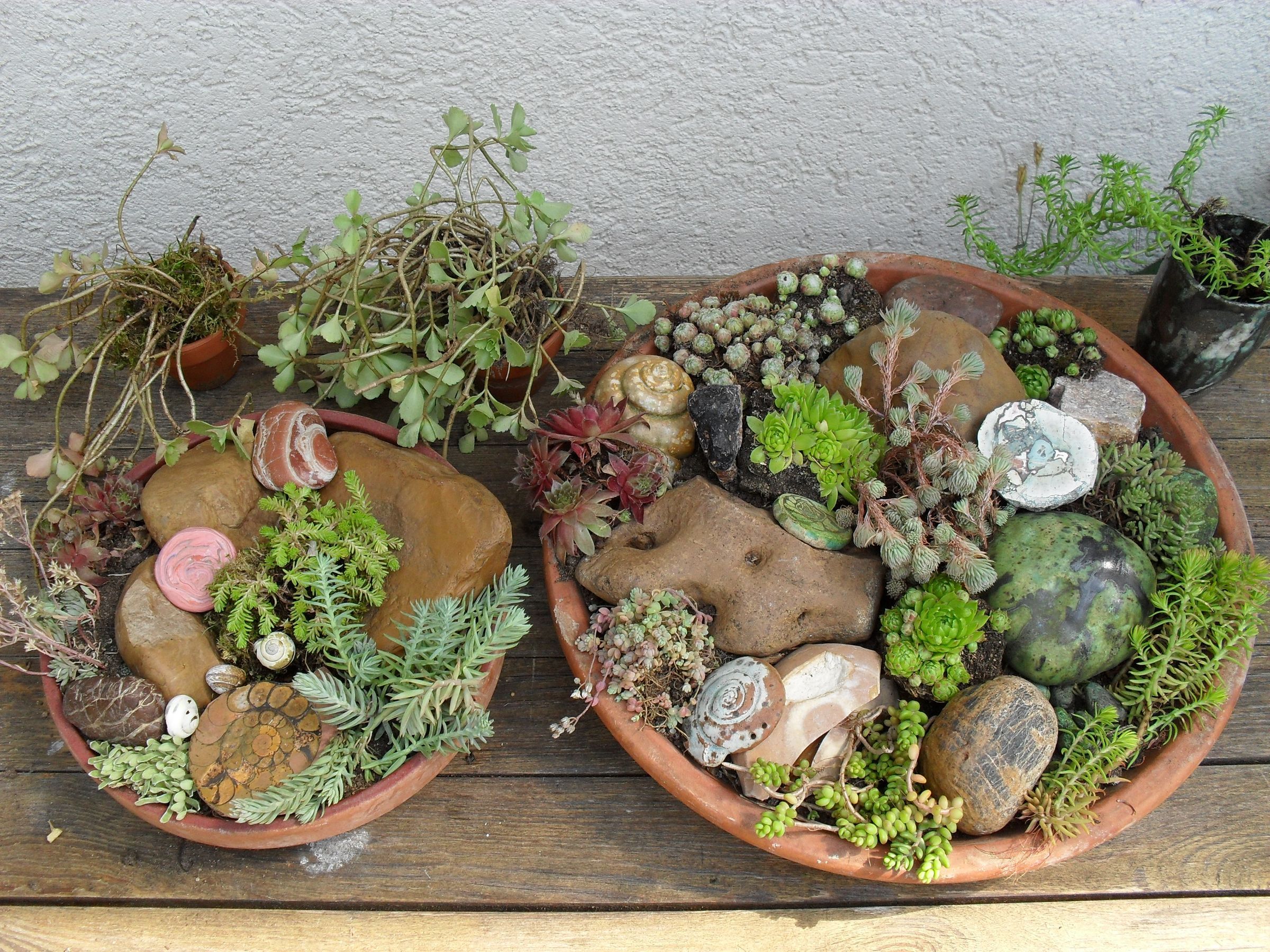 Faulenzerbeet mit Hauswurz und Mauerpfeffer Faulenzerbeet mit Hauswurz und Mauerpfeffer