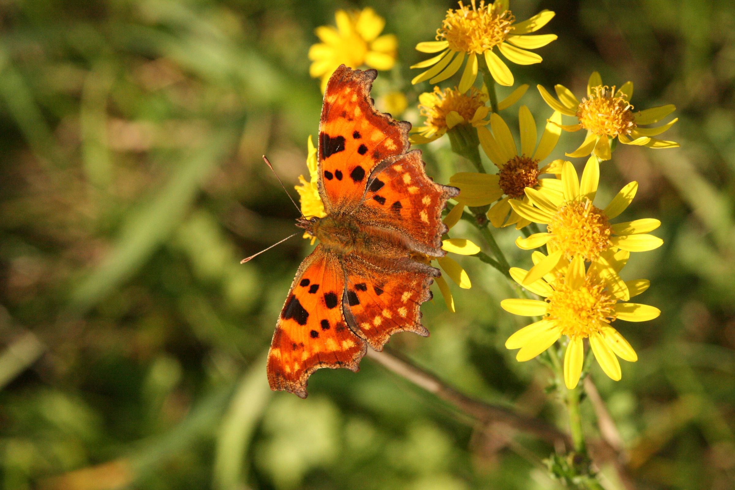 C-Falter (Polygonia c-album) C-Falter (Polygonia c-album)
