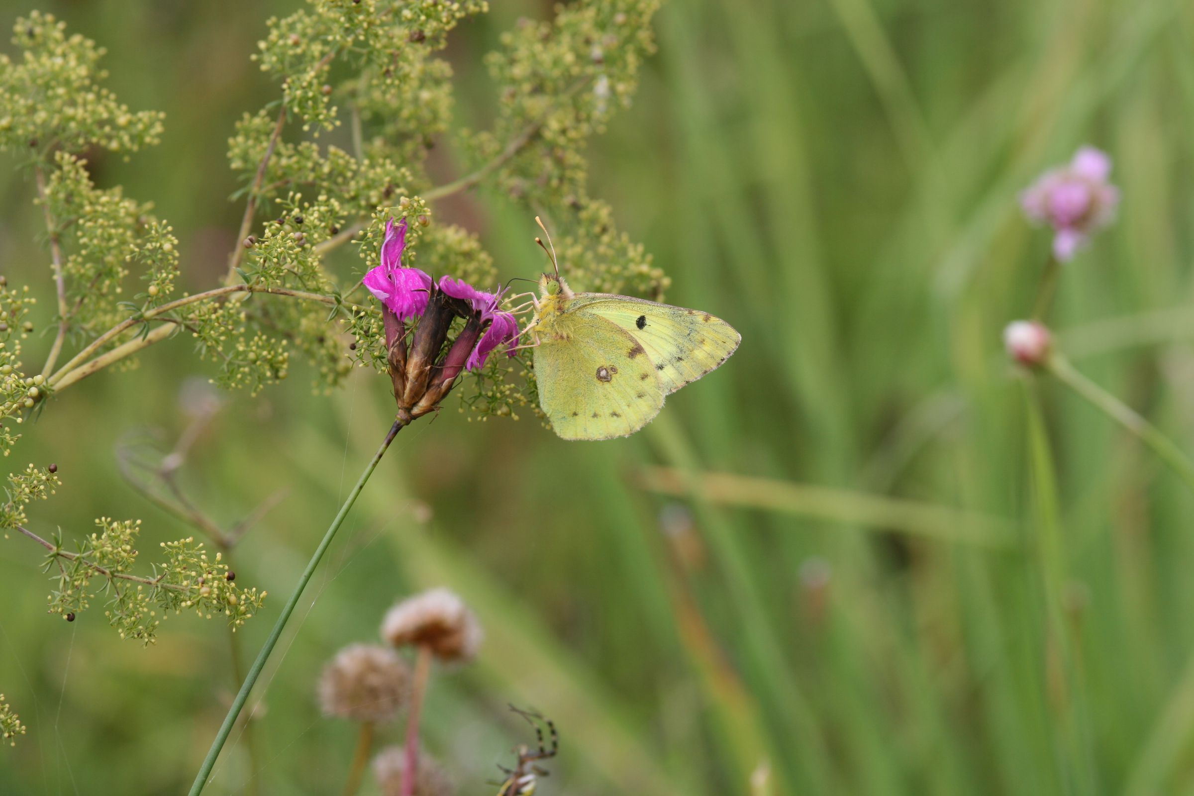 Goldene Acht (Colias hyale) Goldene Acht (Colias hyale)