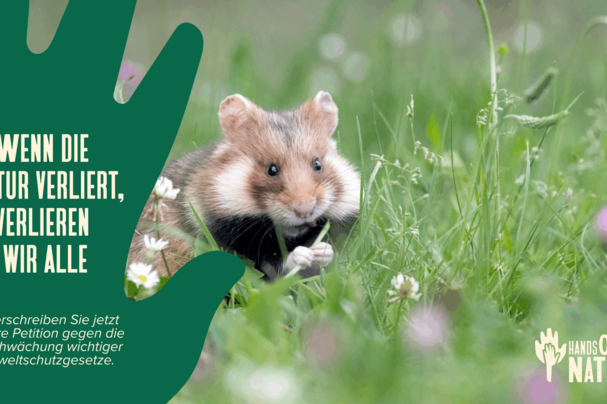 Feldhamster auf Wiese Feldhamster auf Wiese