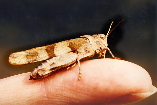 Blauflügelige Ödlandschrecke Blauflügelige Ödlandschrecke