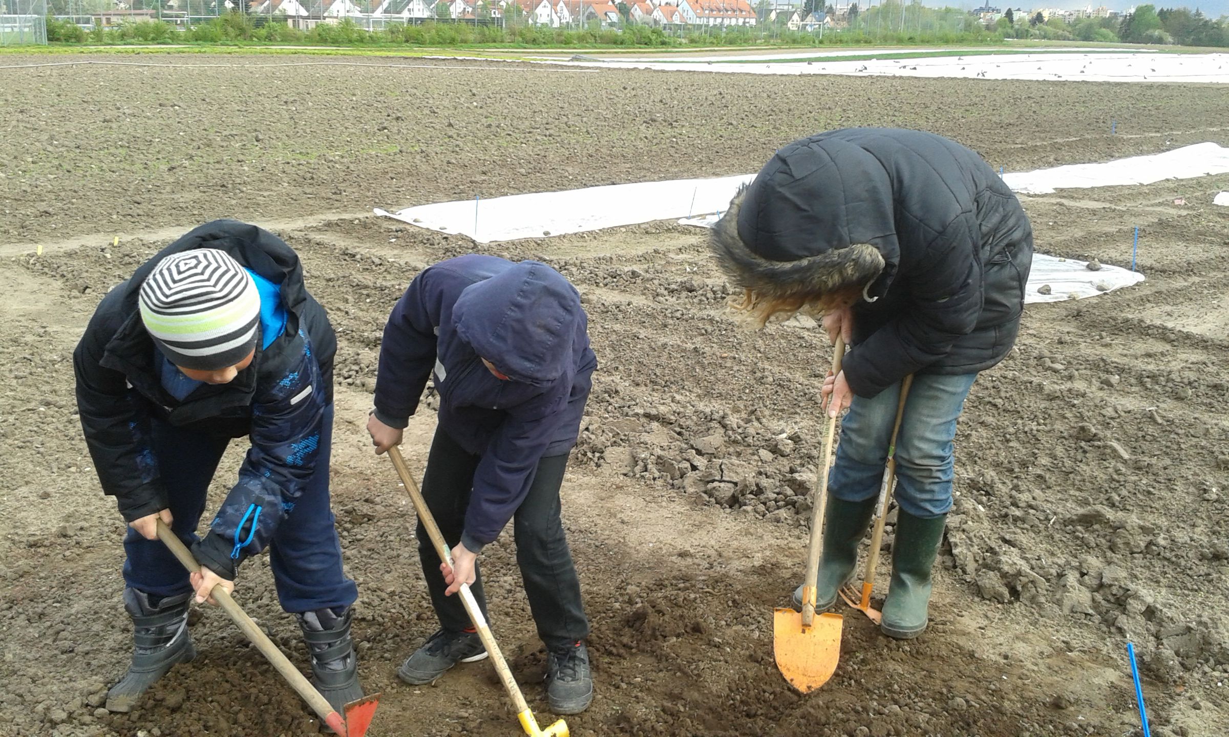 Gemüseacker Gemüseacker