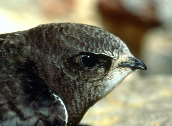 Mauersegler Mauersegler