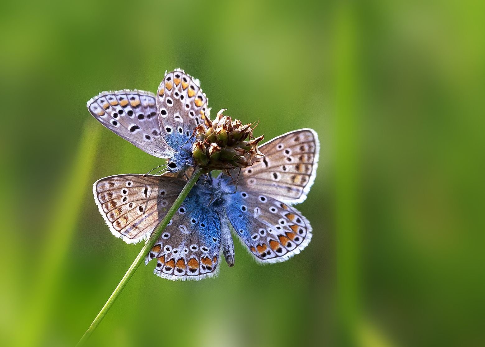 Hauhechel-Bläuling (Polyommatus icarus) Hauhechel-Bläuling (Polyommatus icarus)