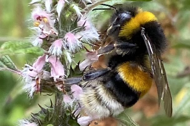 Erdhummel an Herzgespann im InsektenReich (Foto: Dirk Schiepers) Erdhummel an Herzgespann im InsektenReich (Foto: Dirk Schiepers)