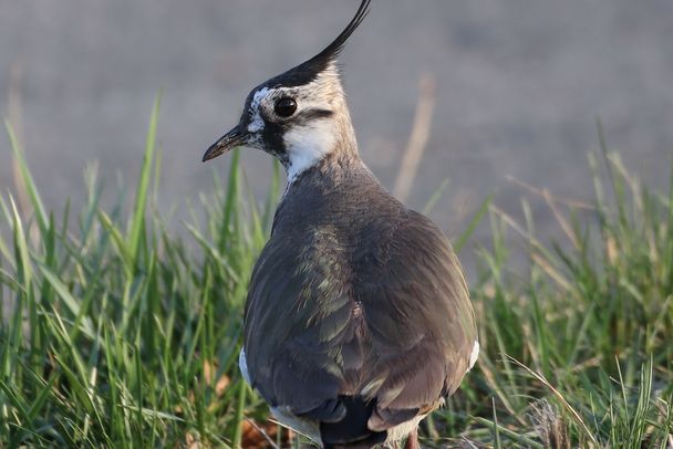 Kiebitz (Foto: Heike Wirth) Kiebitz