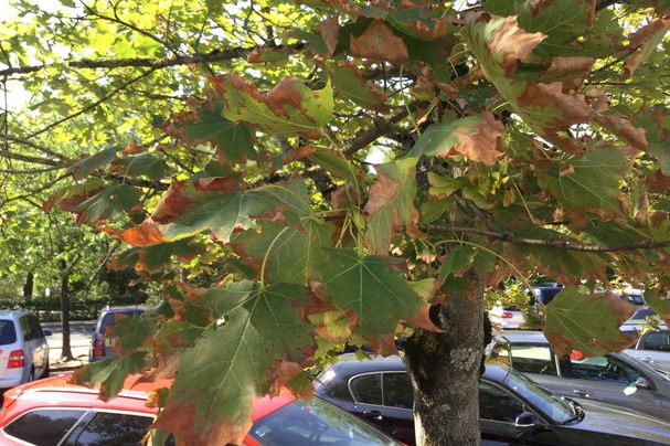 Baum mit braunen Blättern (Foto: BN) Baum mit braunen Blättern