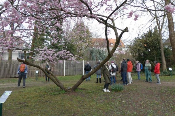 Frühlingserwachen im Hummelsteiner Park (Foto: Ingrid Treutter) Frühlingserwachen im Hummelsteiner Park