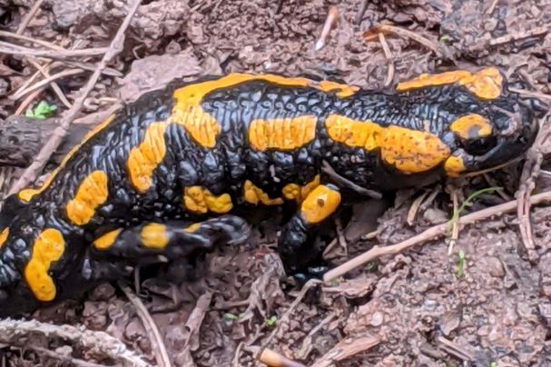 Feuersalamander (Foto: Günther Krompholz) Feuersalamander