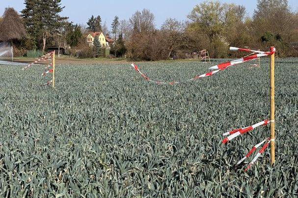 Flatterbänder auf Gemüsefeld (Foto: Elfriede Kolb-Eisner) Flatterbänder auf Gemüsefeld