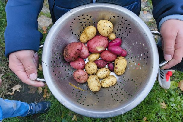 geerntete Kartoffeln (Foto: Barbara Philipp) geerntete Kartoffeln